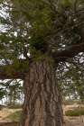 Douglas fir. Bristlecone Loop, Bryce Canyon National Park, Utah, USA. Art Print